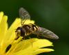 Eupeodes corollae
